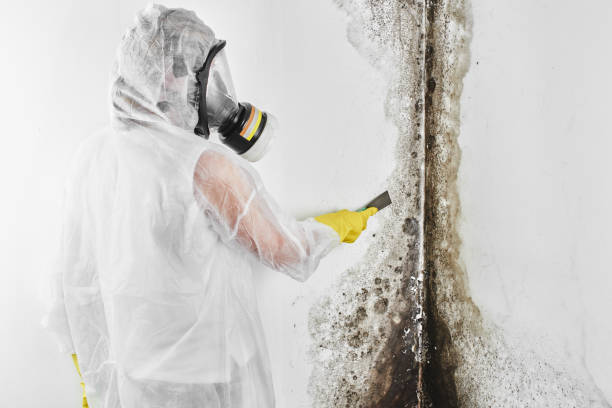 Best Basement Mold Remediation in Troy Hills, NJ