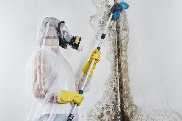 Best Residential Mold Remediation in Troy Hills, NJ