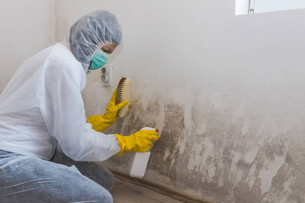 Best Attic Mold Remediation in Troy Hills, NJ