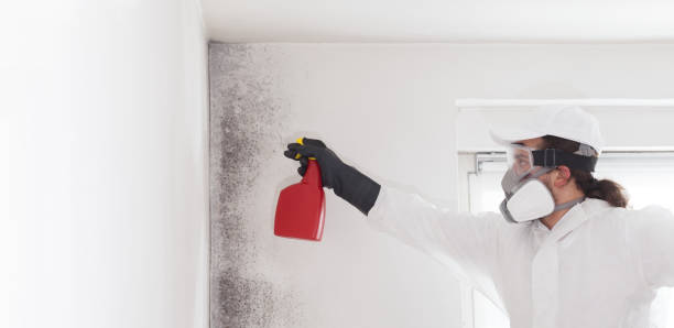 Best Black Mold Remediation in Troy Hills, NJ
