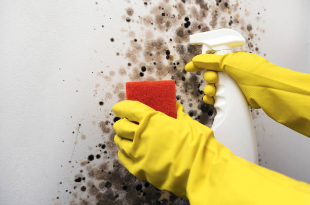 Best Emergency Mold Remediation in Troy Hills, NJ