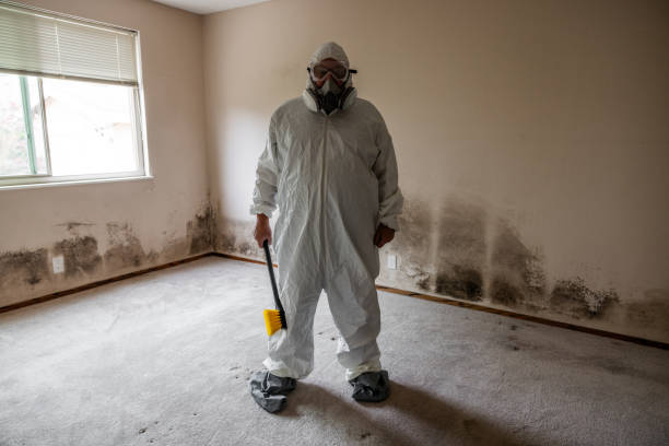 Best DIY Mold Remediation Support Services in Troy Hills, NJ
