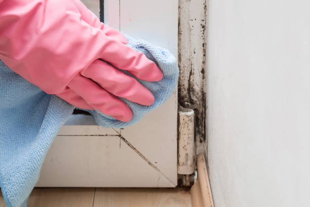 Professional Mold Remediation in Troy Hills, NJ