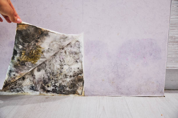 Best Residential Mold Remediation in Troy Hills, NJ